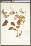 Smilax glauca