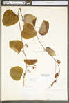 Smilax glauca