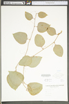 Smilax glauca