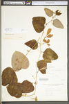 Smilax glauca