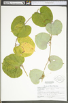 Smilax glauca