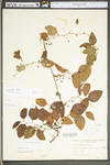 Smilax glauca