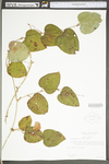 Smilax glauca