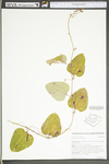 Smilax glauca