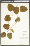 Smilax glauca