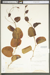 Smilax glauca