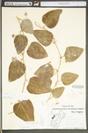 Smilax glauca