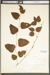 Smilax glauca