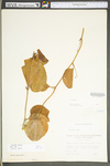 Smilax glauca