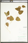 Smilax glauca