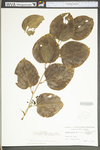 Smilax glauca