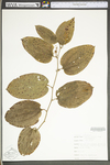 Smilax glauca