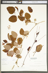 Smilax glauca