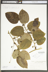 Smilax glauca