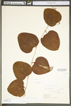 Smilax glauca