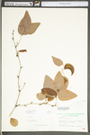 Smilax glauca