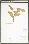 Smilax glauca