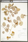 Smilax glauca