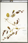 Smilax glauca