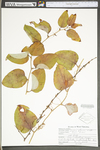 Smilax glauca