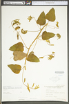 Smilax herbacea