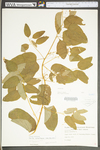 Smilax herbacea