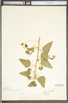 Smilax herbacea