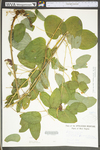 Smilax herbacea