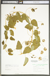 Smilax herbacea