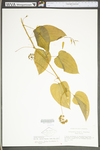 Smilax herbacea