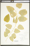 Smilax herbacea