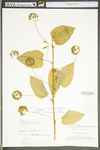 Smilax herbacea