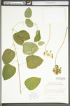 Smilax herbacea