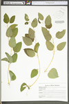 Smilax herbacea