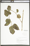 Smilax herbacea