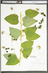 Smilax herbacea