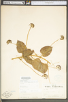 Smilax glauca