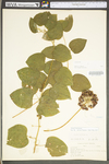 Smilax herbacea