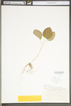 Smilax herbacea