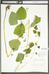 Smilax herbacea