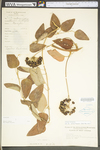 Smilax herbacea