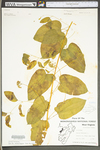 Smilax herbacea