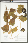 Smilax herbacea