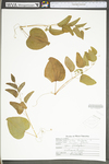 Smilax herbacea