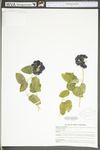 Smilax herbacea