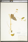 Smilax herbacea