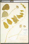 Smilax herbacea