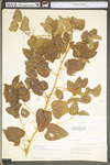 Smilax herbacea