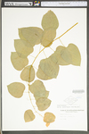 Smilax herbacea