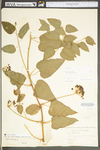 Smilax herbacea